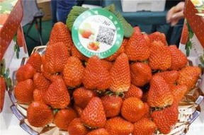 草莓国产在线,品味本土鲜甜，共筑绿色食尚